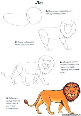 Лев поэтапно