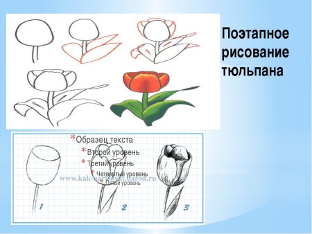 Поэтапное рисование мака