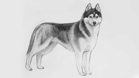 Рисунок собаки для срисовки