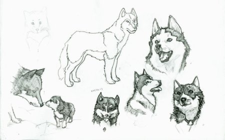 Хаски рисунок карандашом