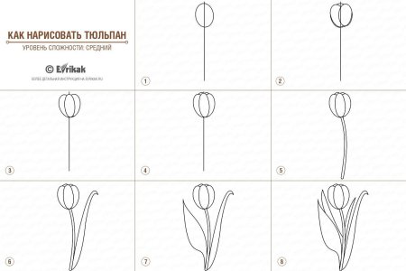 Поэтапный рисунок тюльпана