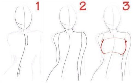 Анатомия человека для рисования для начинающих