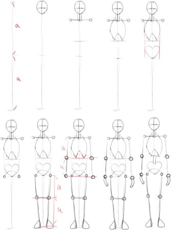 Анатомия человека для рисования