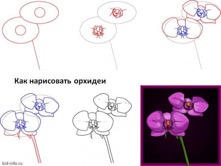 Поэтапное рисование цветы