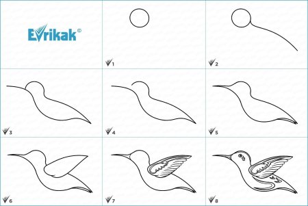 Поэтапное рисование птицы синицы