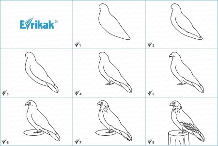 Голубь поэтапное рисование для детей