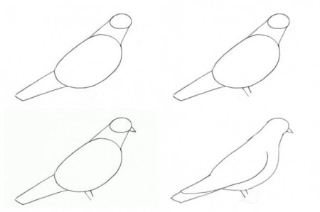 Как нарисовать цыпленка поэтапно