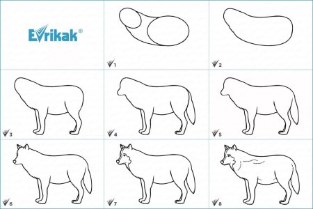 Рисование волка в старшей группе