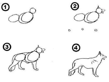 Последовательность рисования животных