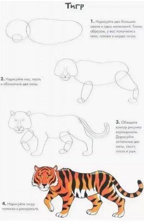 Рисунок тигр карандашом пошагово