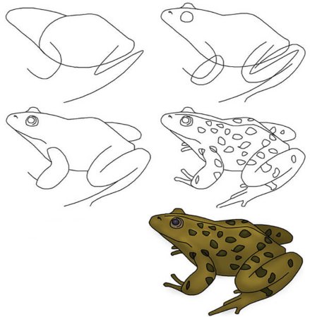 Лягушка сбоку рисунок