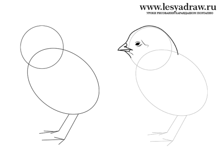 Поэтапное рисование цыпленка