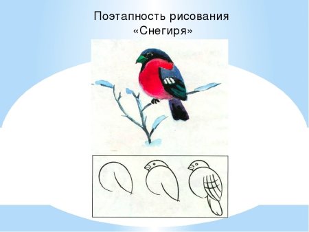 Снегирь пошаговое рисование
