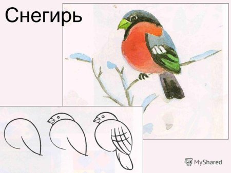 Снегирь рисунок поэтапно