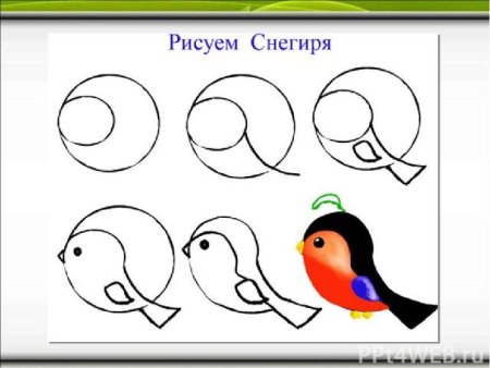 Поэтапное рисование снегиря