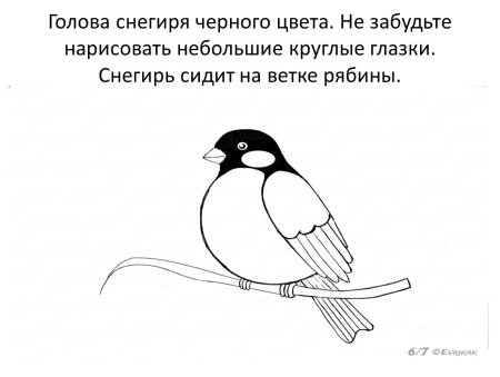 Снегирь карандашом
