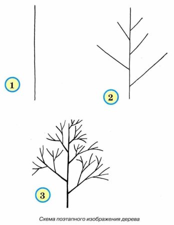 Берёза поэтапное рисование