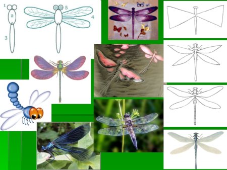 Этапы рисования Стрекозы