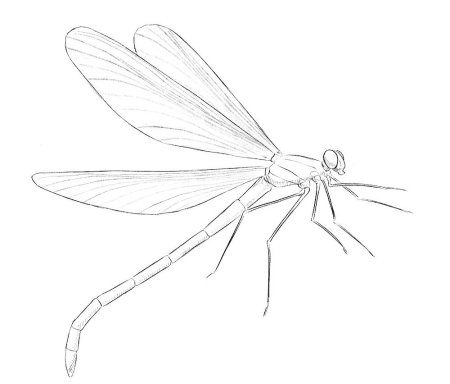 Рисунок муравей для детей карандашом поэтапно