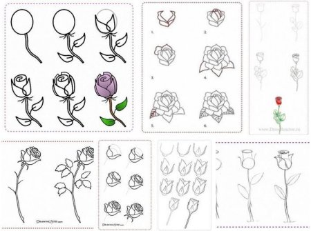 Как рисовать розу