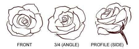 Поэтапное рисование розы карандашом