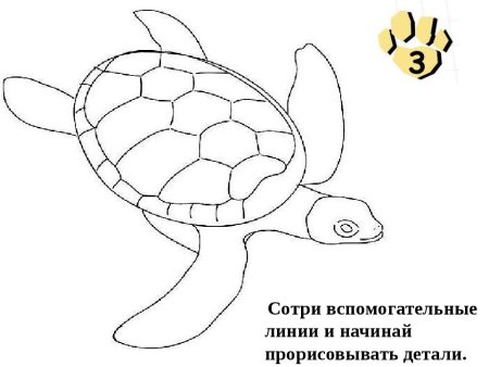 Как нарисовать морскую черепаху
