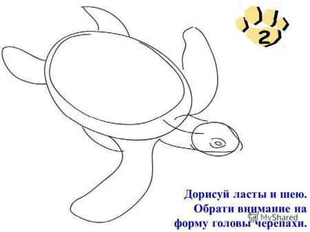 Поэтапное рисование черепахи