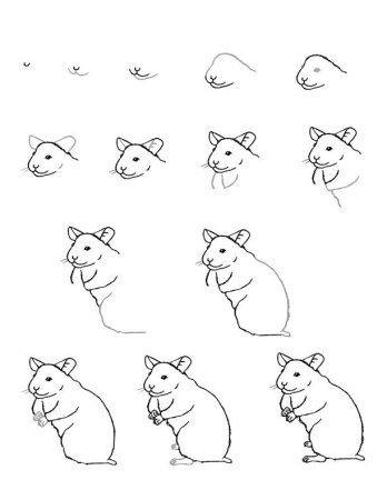 Поэтапный рисунок хомяка