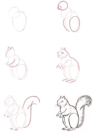 Белка этапы рисования