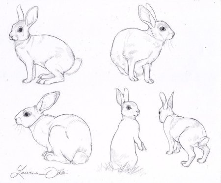 Пошаговое рисование кролика для детей