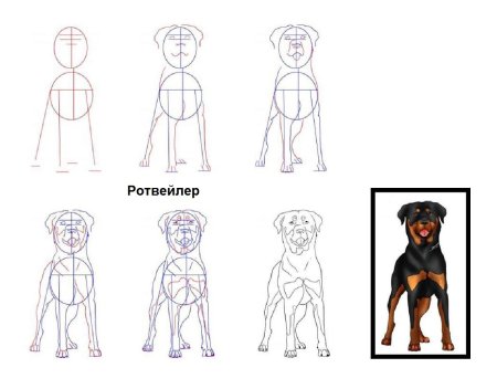 Рисование МОПСА пошагово