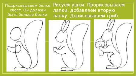 Поэтапное рисование белки