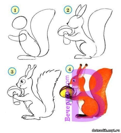 Схема рисования белки для дошкольников