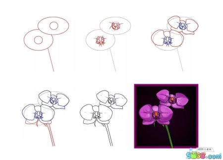 Орхидея поэтапное рисование