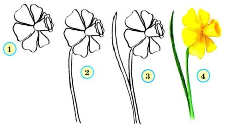 Поэтапное рисование нарцисса