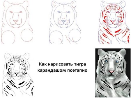 Как нарисовать тигра поэтапно