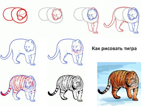 Поэтапное рисование тигра