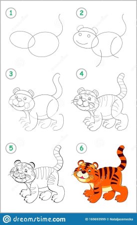 Поэтапный рисунок тигра
