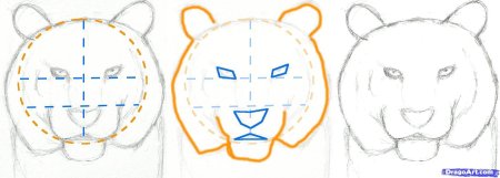 How to draw Tiger