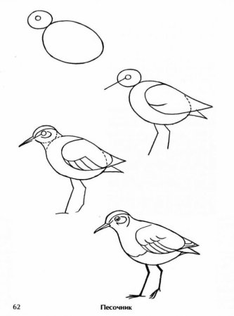 Как нарисовать кукушку ребенку