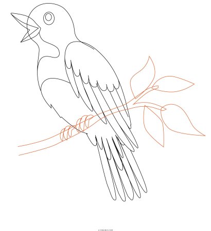 Кукушка поэтапное рисование