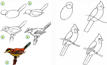 Поэтапное рисование дятла