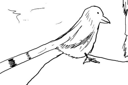 Поэтапное рисование птица с птенцом