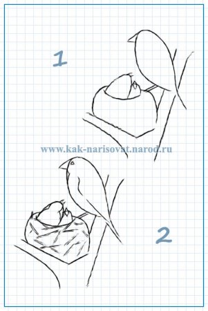 Пошаговое рисование птицы