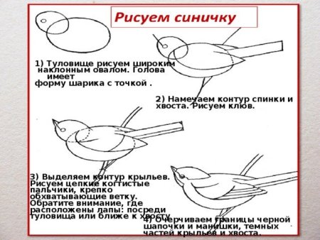 Как рисовать синицу