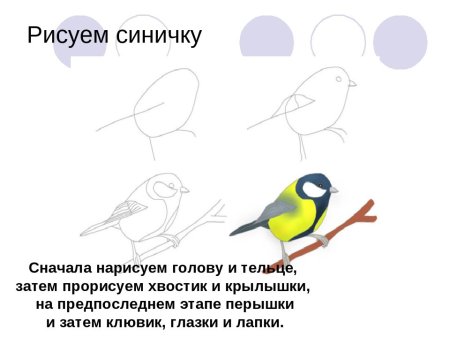 Синичка рисунок пошагово для детей