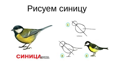 Поэтапное рисование синицы для детей