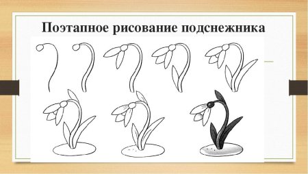 Рисунок подснежника карандашом для детей