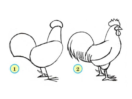 Этапы рисования петуха