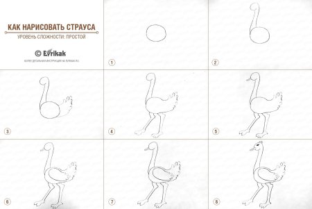 Страус рисунок для детей поэтапно